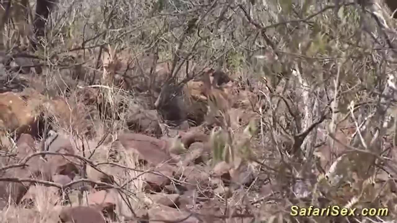 Big ass porn with pleasing queen bee from Safari Sex Free Porn Videos | BestPornHubs.