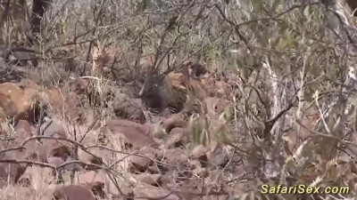 Big ass porn with pleasing queen bee from Safari Sex