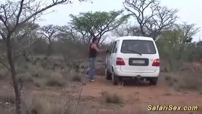 Lovebird's safari sex